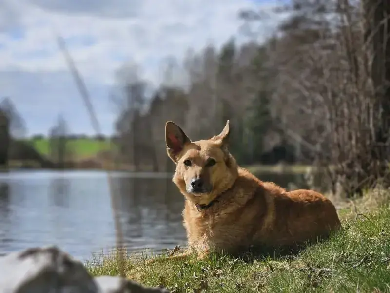 Zira -  - Bild 6