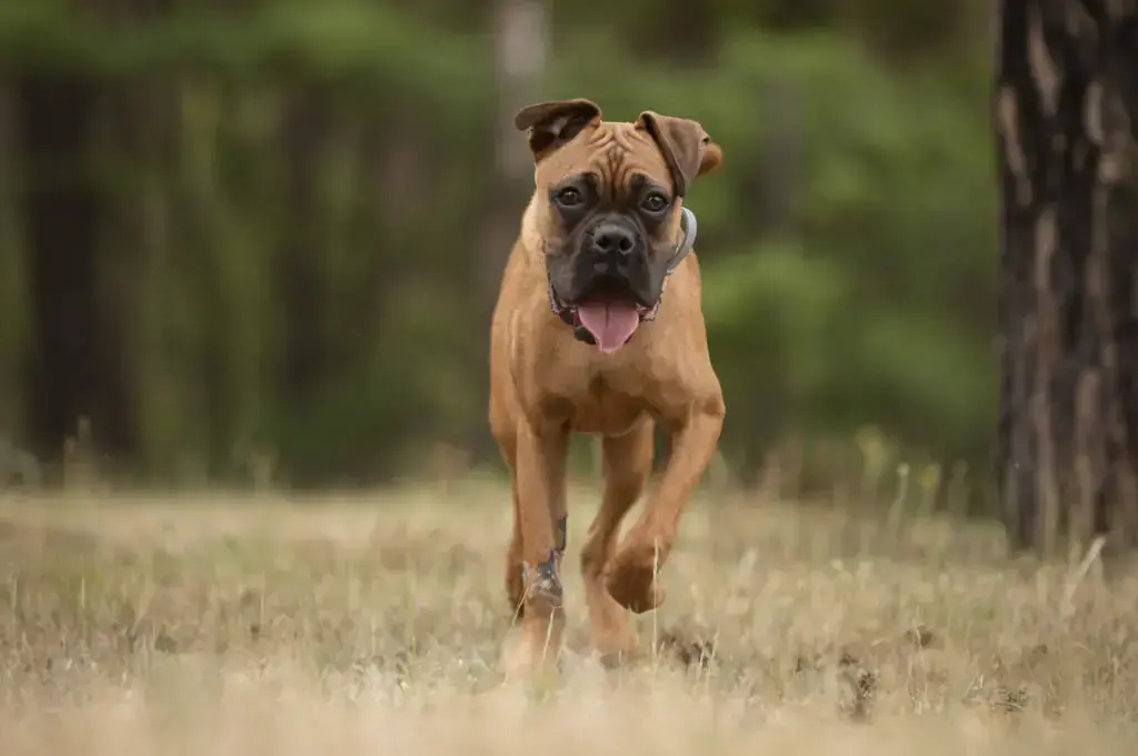 Ronny - Deutscher Boxer - Bild 1