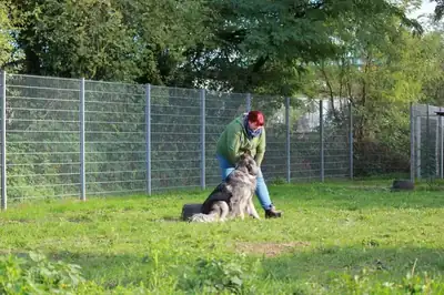 Rocky – Šarplaninac – Bild 24