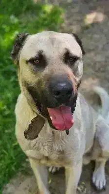 Bär – Kangal-Hirtenhund – Bild 2