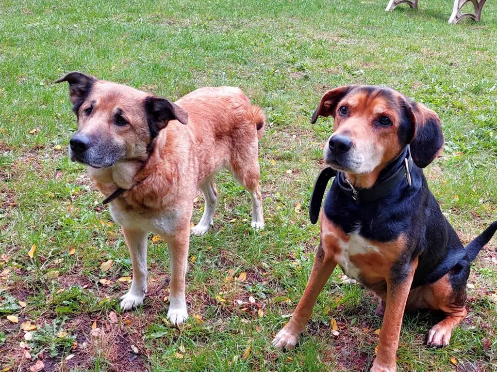 Max - Deutscher Schäferhund - Bild 2
