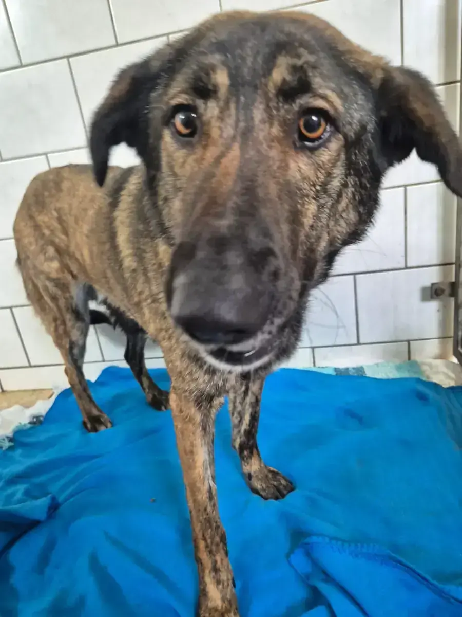 Tara – Hund – Bild 3