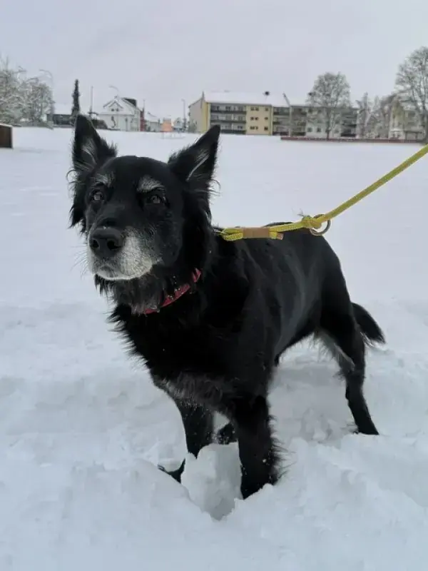 Raja -  - Bild 2