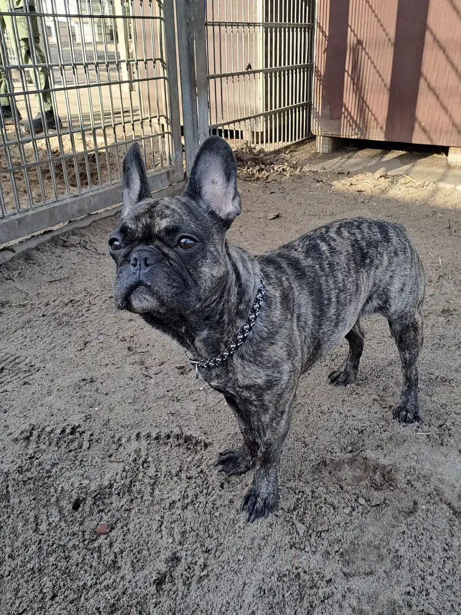 Caja - Französische Bulldogge - Bild 2
