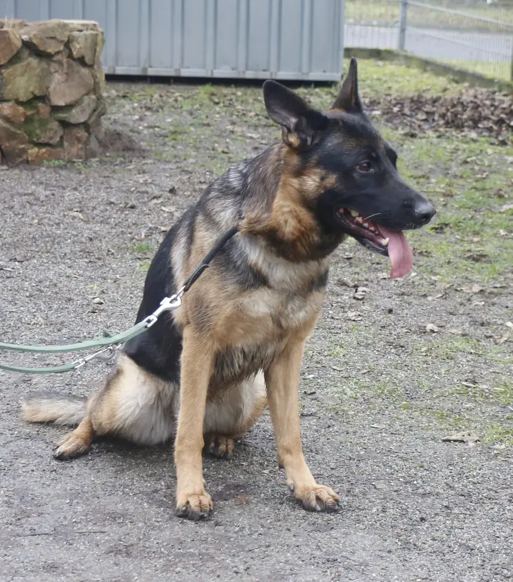 Ida - Deutscher Schäferhund - Bild 4