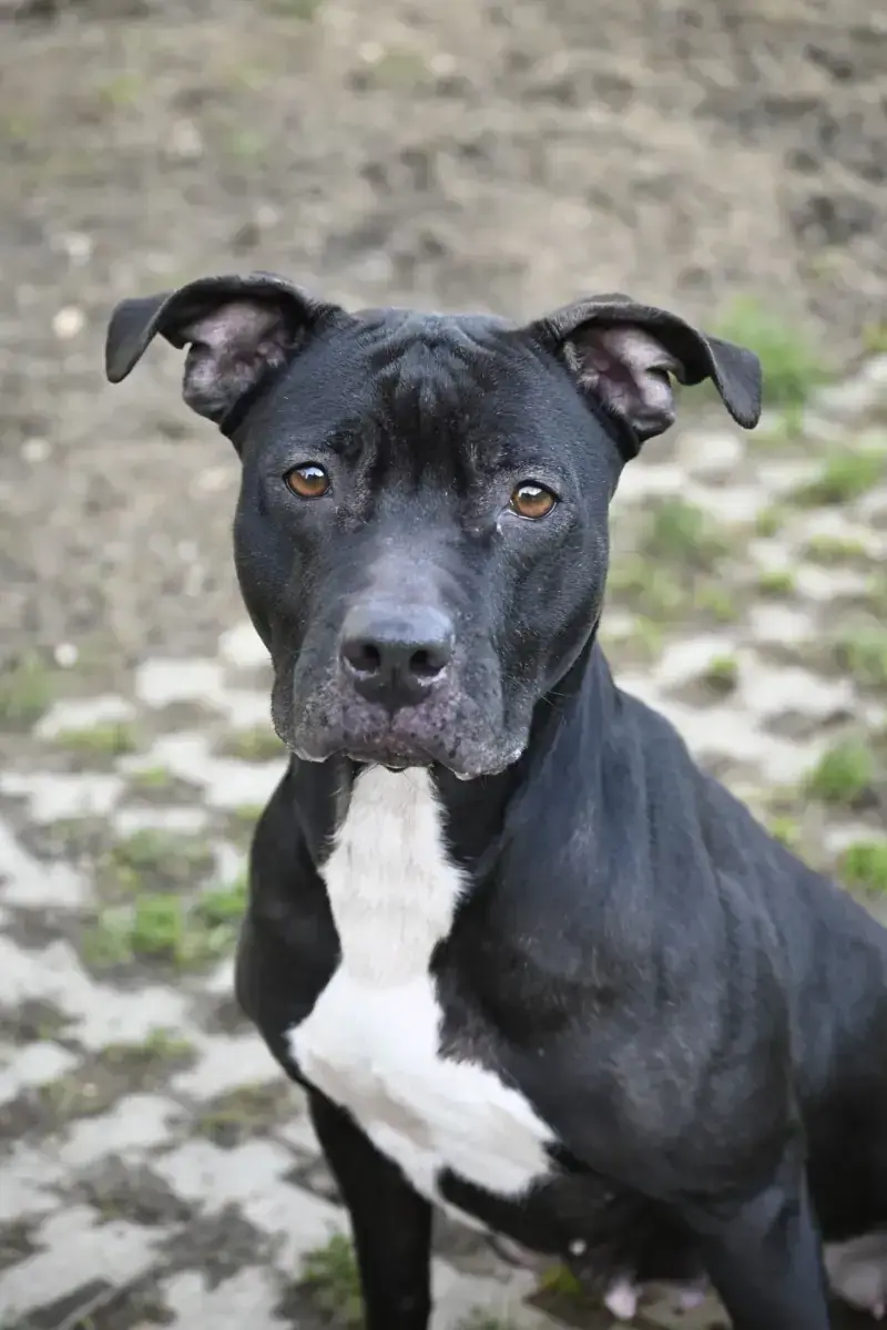 Staffordshire Bullterrier-Mix Ariya