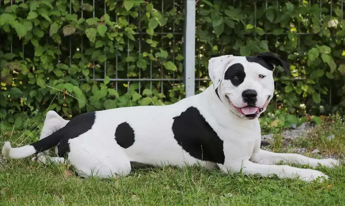 American Staffordshire Terrier CARLOS