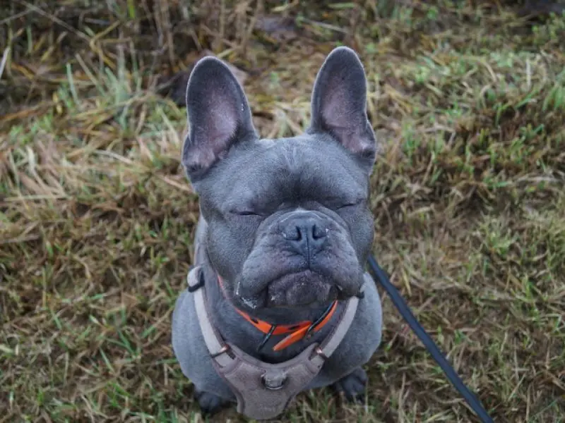 Cooper -  - Bild 10