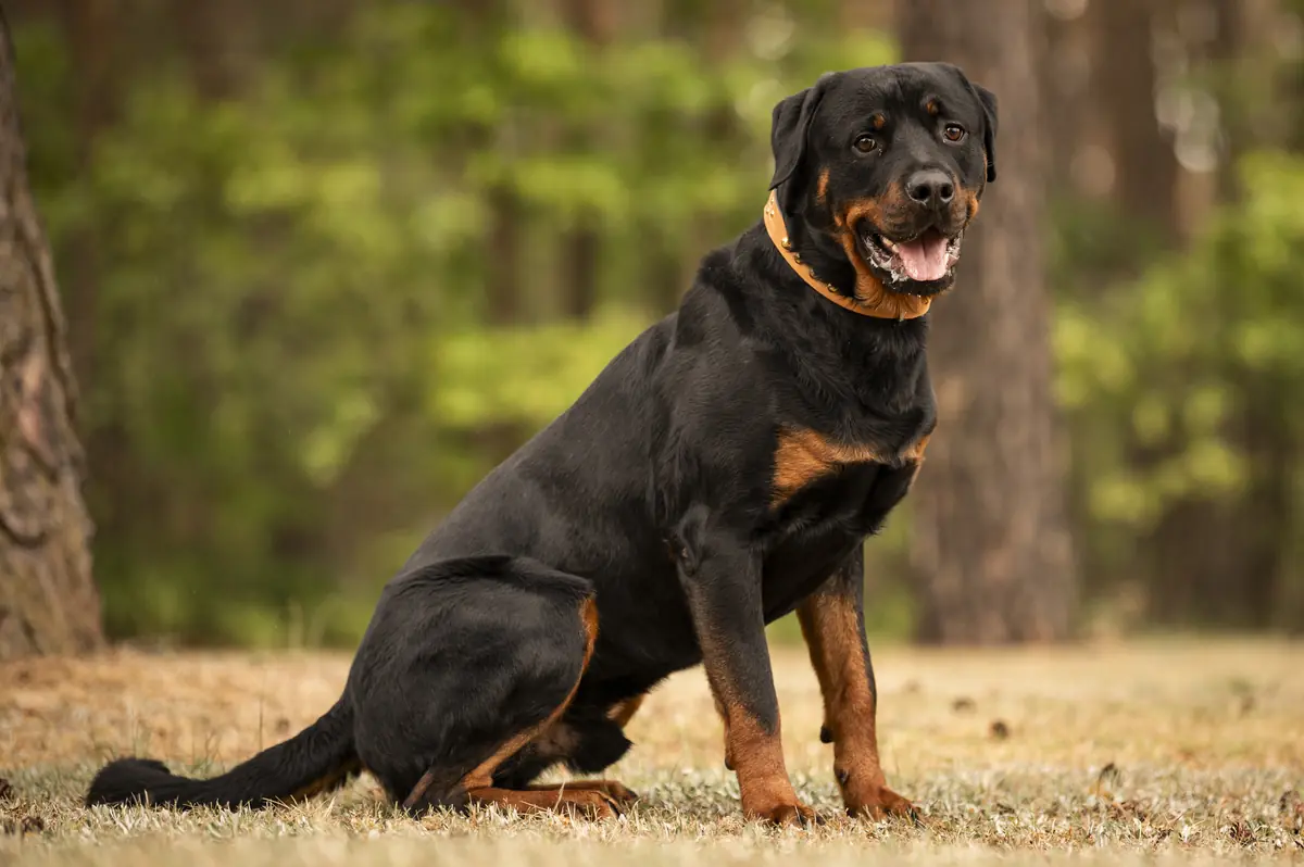 Chapo - Rottweiler - Bild 2