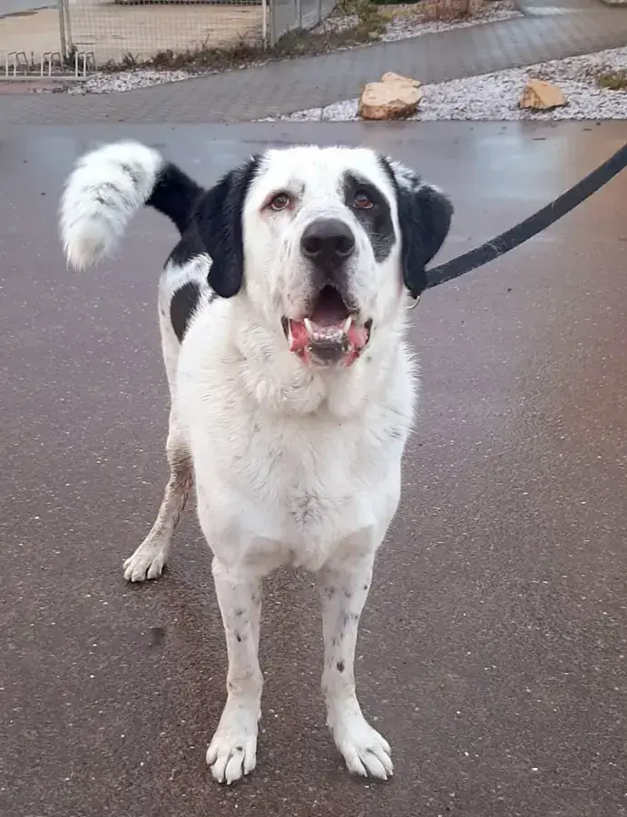 Balou - Zentralasiatischer Owtscharka - Bild 8