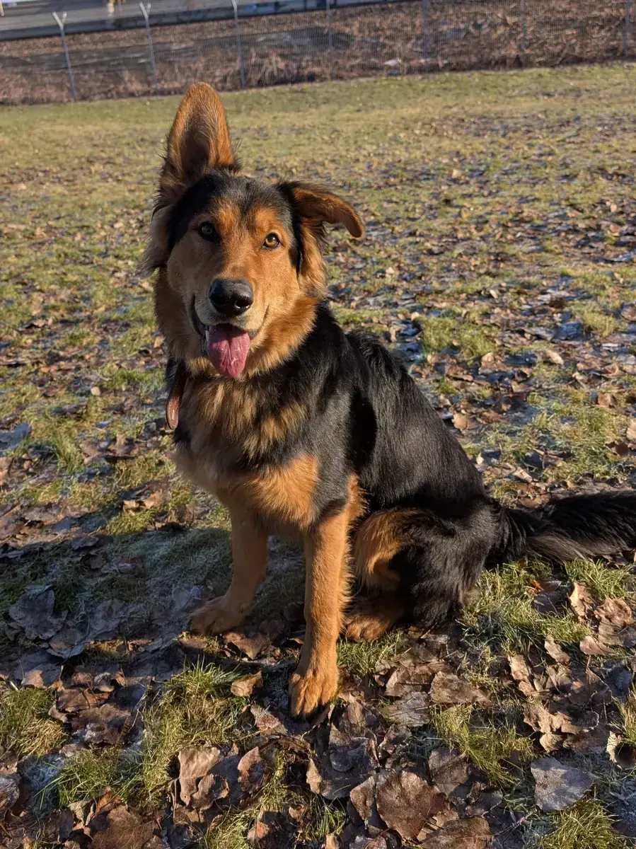 Joschi - Deutscher Schäferhund - Bild 5