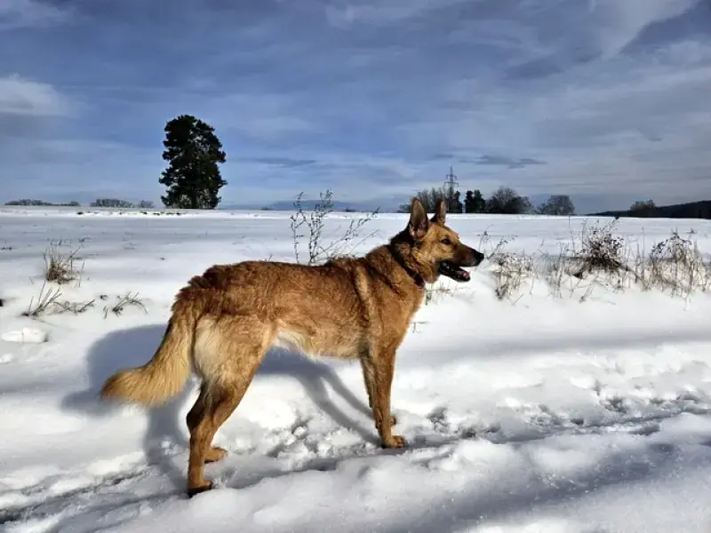 Zira -  - Bild 24