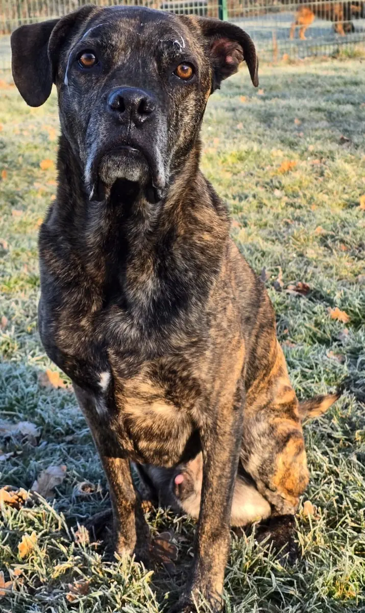 Inspector Barnaby - Deutscher Boxer - Bild 2