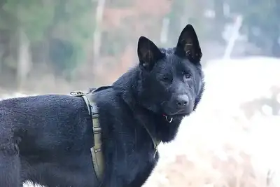 Boomer – Deutscher Schäferhund – Bild 2