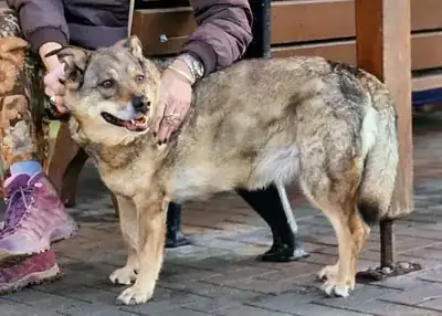 Joy – Hund – Bild 10
