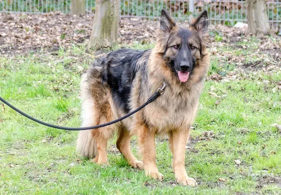 Henry - Deutscher Schäferhund - Bild 8