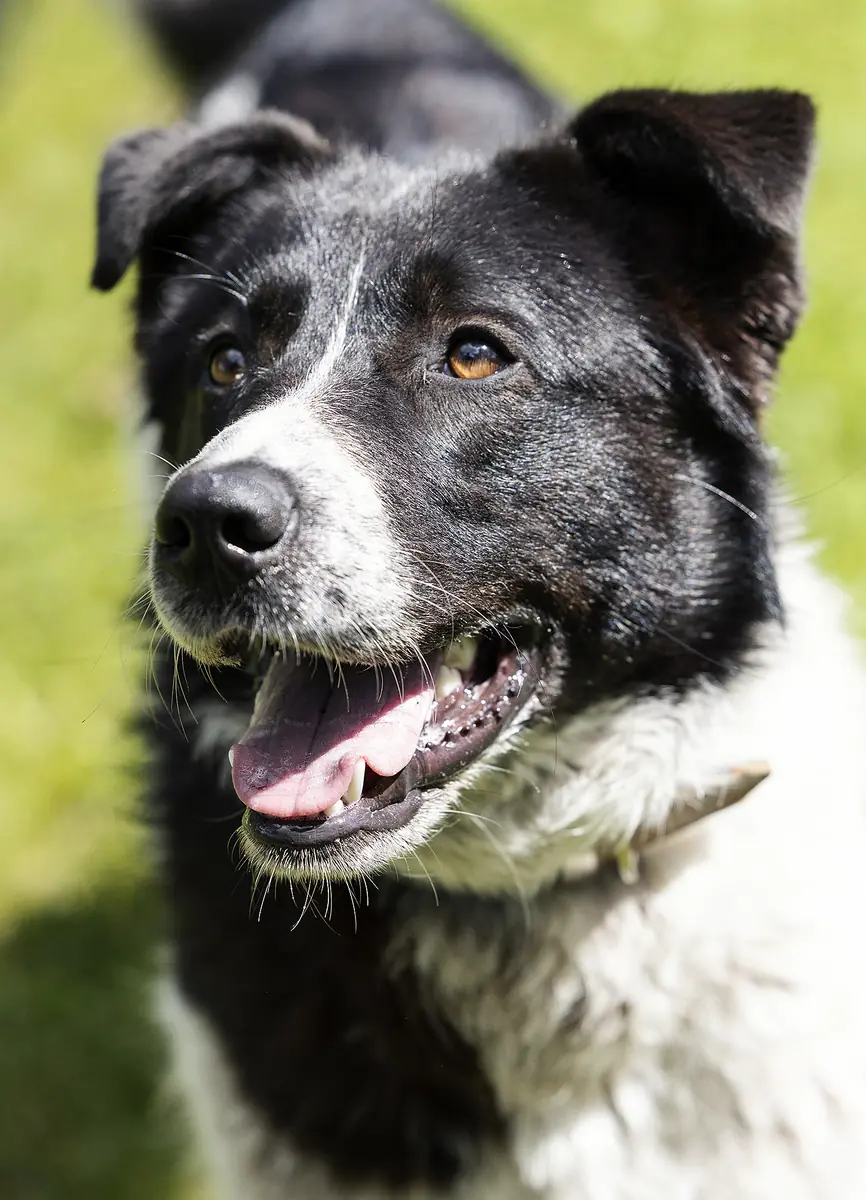 Dieter -  - Bild 5
