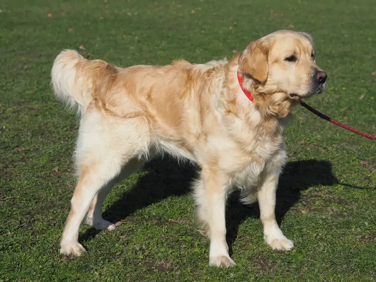 Nelson - Golden Retriever - Bild 6