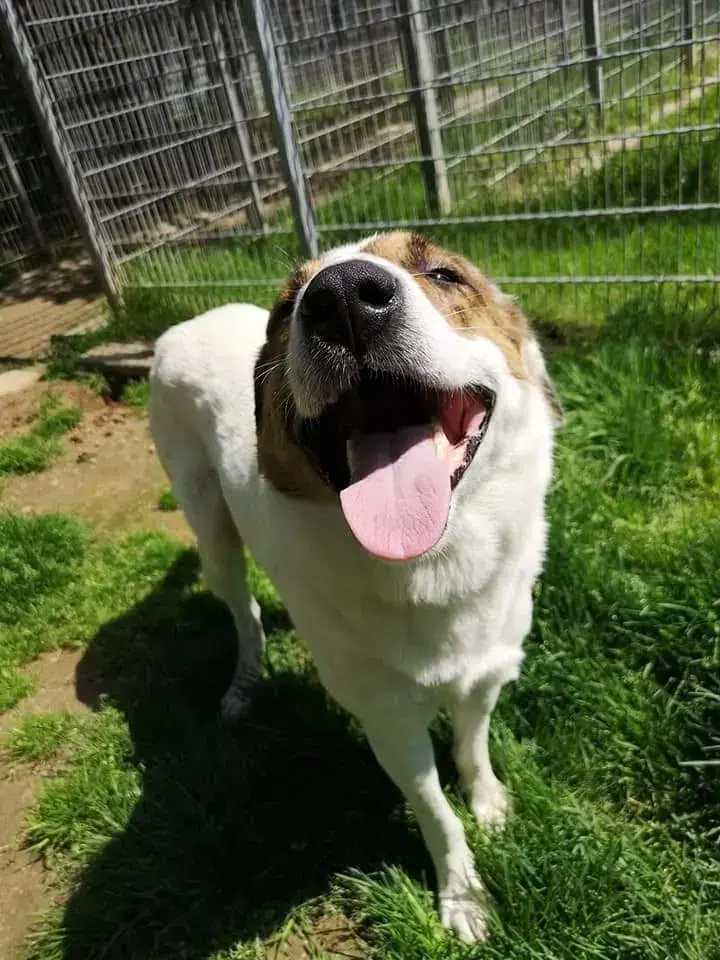 Jack -  - Bild 4
