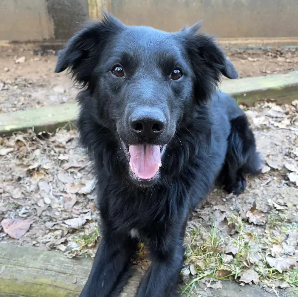 Max - Border Collie, Hovawart - Bild 1