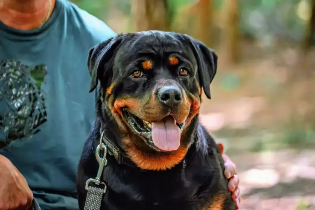 Ben - Rottweiler - Bild 2