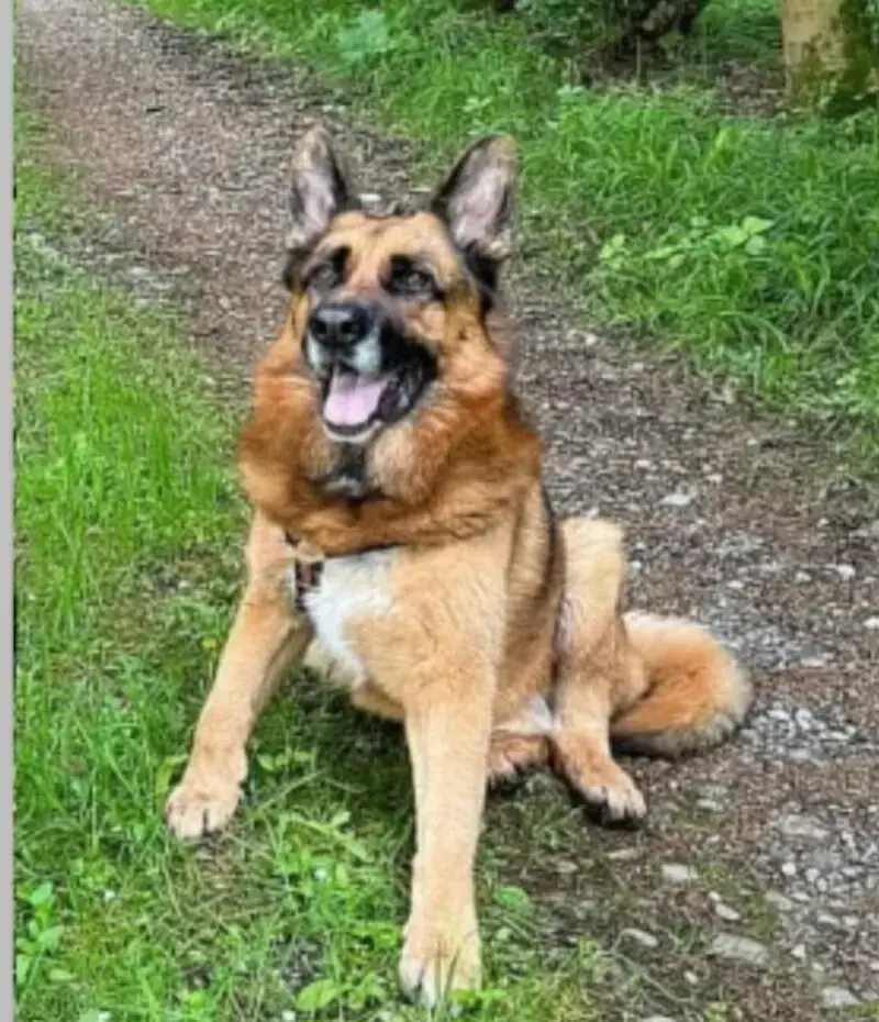 Maxl - Deutscher Schäferhund - Bild 3