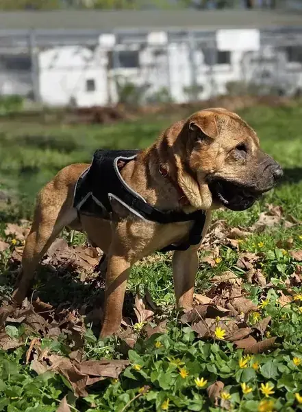 Camillo - Shar-Pei - Bild 1