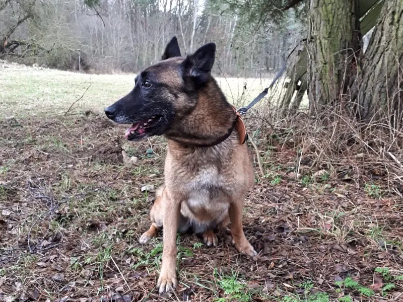 Tina II -  - Bild 8