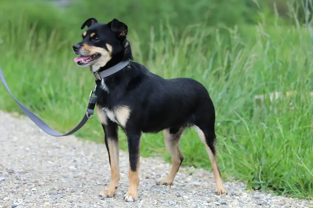 Koba -  - Bild 4