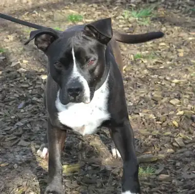 Ato – Staffordshire Bullterrier – Bild 10