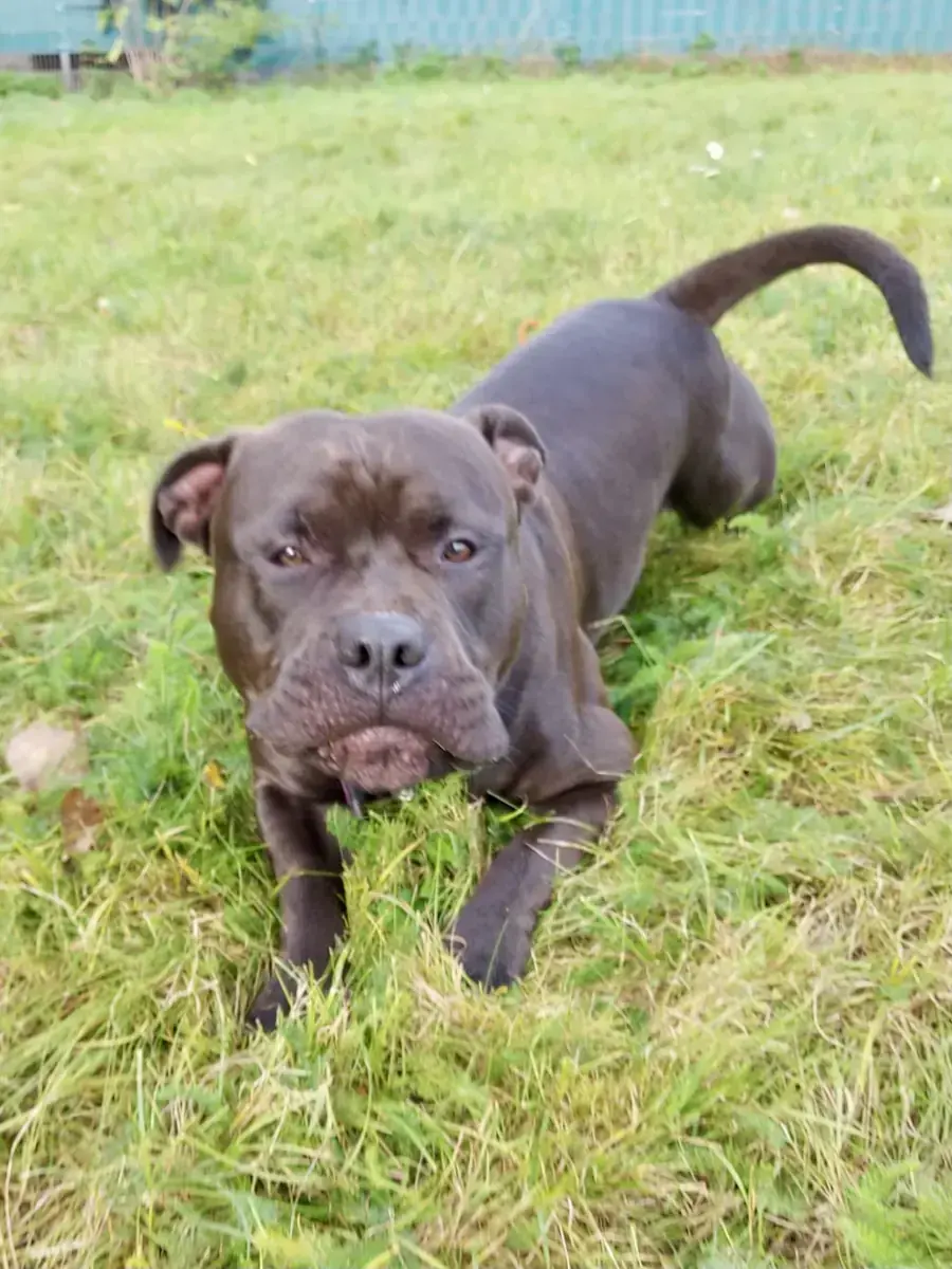 Balou - American Staffordshire Terrier - Bild 1