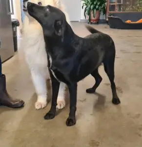Kali - Labrador Retriever - Bild 2