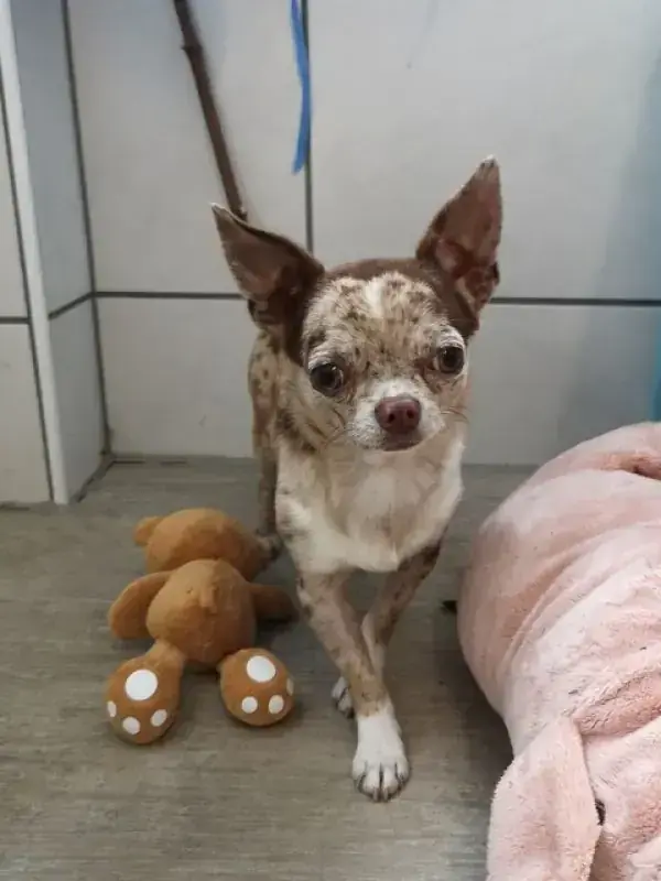 Hugo - Chihuahua - Bild 14