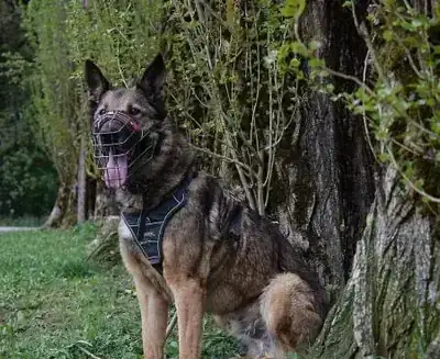 Mexx – Belgischer Schäferhund, Deutscher Schäferhund – Bild 3