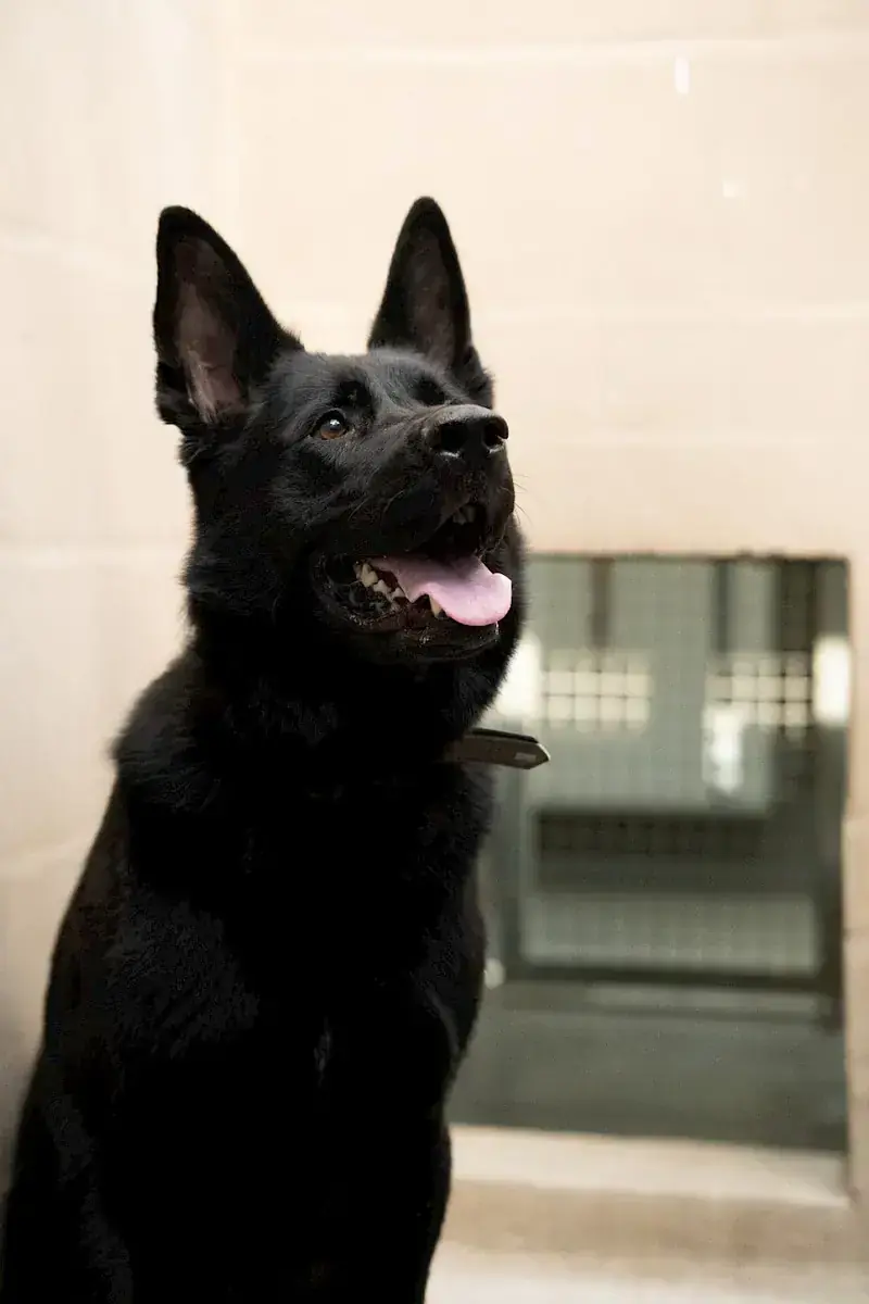 Oskar - Deutscher Schäferhund - Bild 5
