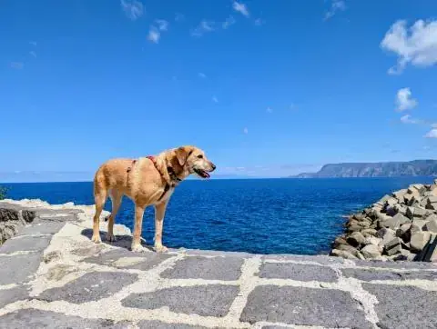 Rudi - Deutscher Schäferhund - Bild 6