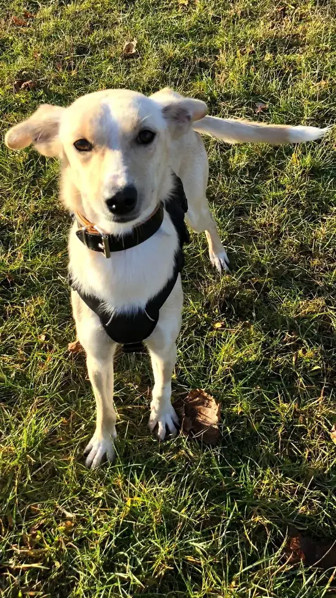 Pippa -  - Bild 1