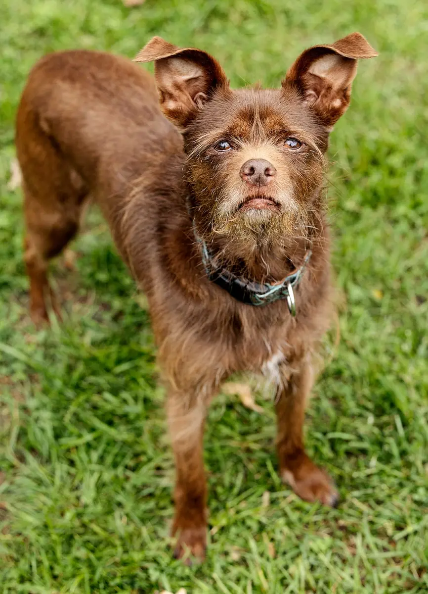 Dallas - Affenpinscher - Bild 3