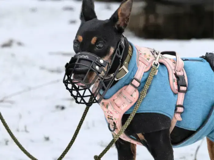 Trude – Deutscher Pinscher – Bild 2