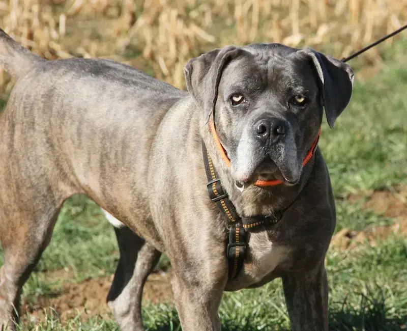 Drago - Cane Corso Italiano - Bild 9