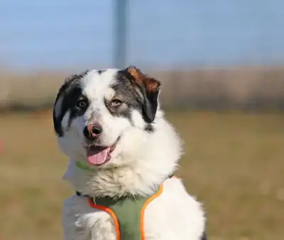 Merlin – Hund – Bild 4