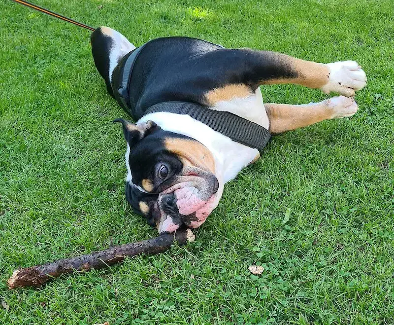 Goliath vom Kaiserblut -  - Bild 4