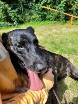Freya – Hollandse Herdershond – Bild 3