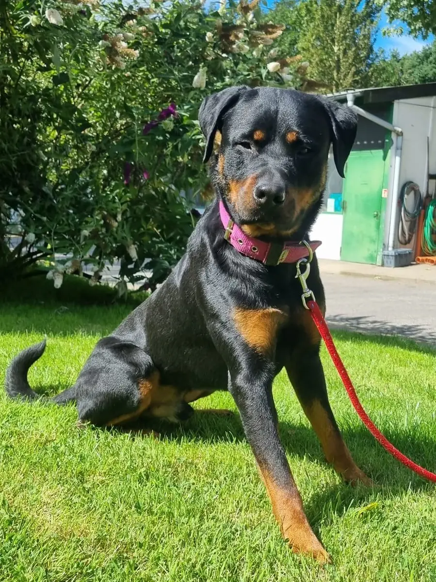 Erwin - Rottweiler - Bild 3