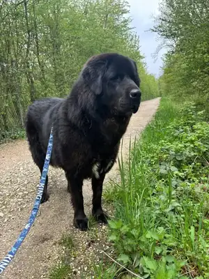 Bona – Hund – Bild 5