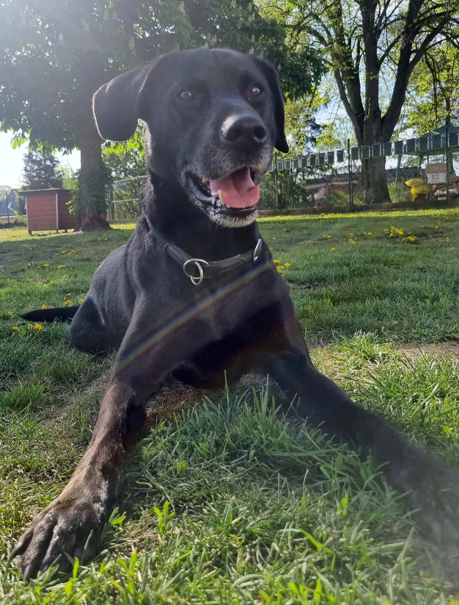 Mailo - Labrador Retriever - Bild 8