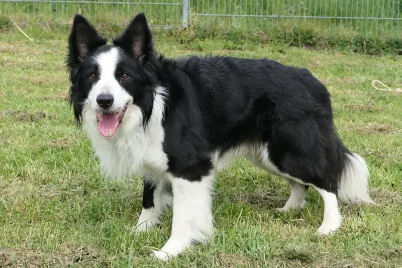 Ernie - Border Collie - Bild 3