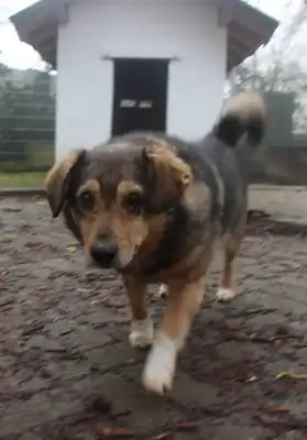Benito – Hund – Bild 4