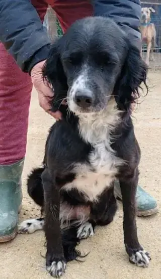 Zeytin -  - Bild 4