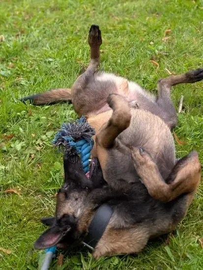 Lando -  - Bild 2